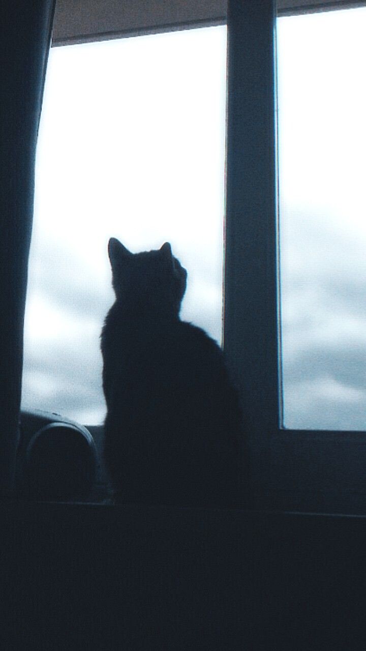 Tặc miêu 